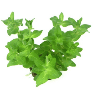 DPL00622 Bacopa Caroliniana