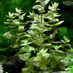 DPL00622 Bacopa Caroliniana