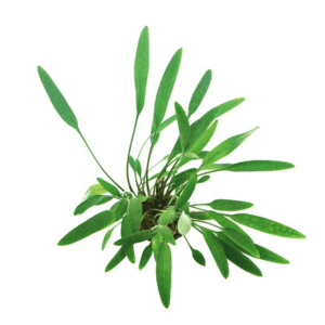 DPL00648 Cryptocoryne lucens