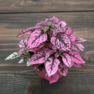 DPL.30662 Hypoestes phyllostachya Pink