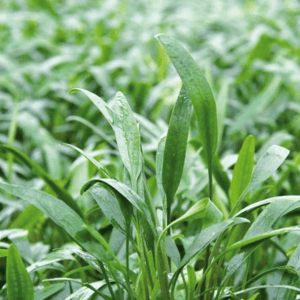 DPL00648 Cryptocoryne lucens