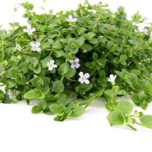 DPL.00108 Bacopa australis