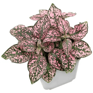DPL.30662 Hypoestes phyllostachya Pink
