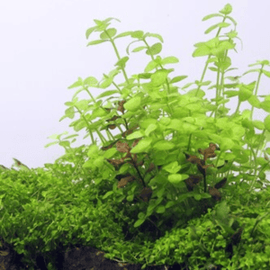 DPL.00108 Bacopa australis