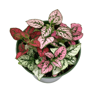DPL.30662 Hypoestes phyllostachya Pink