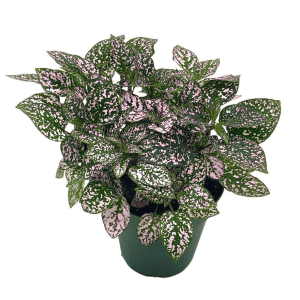 DPL.30662 Hypoestes phyllostachya Pink