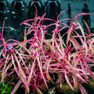 DPL.30649 Hygrophila lancea 'Chai'